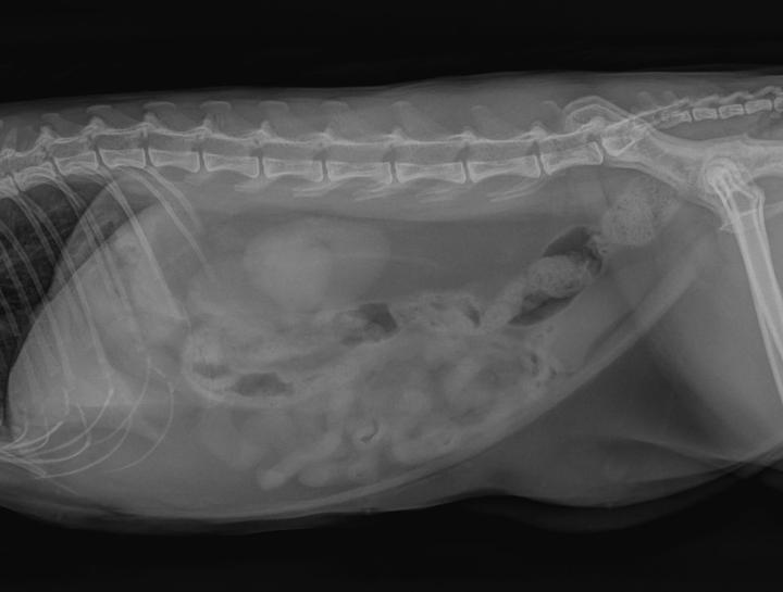 Cat Digital Radiology